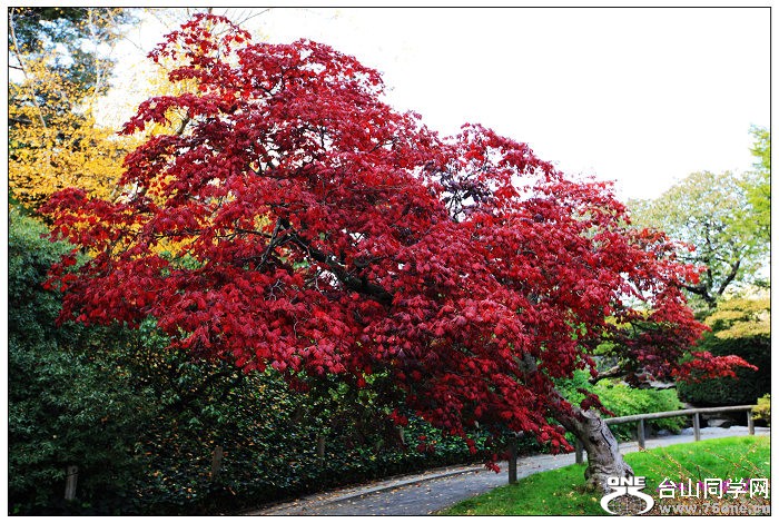 ŦԼ������