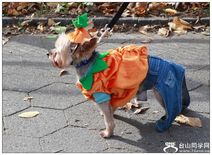 Halloween(���}��)ǰϦ