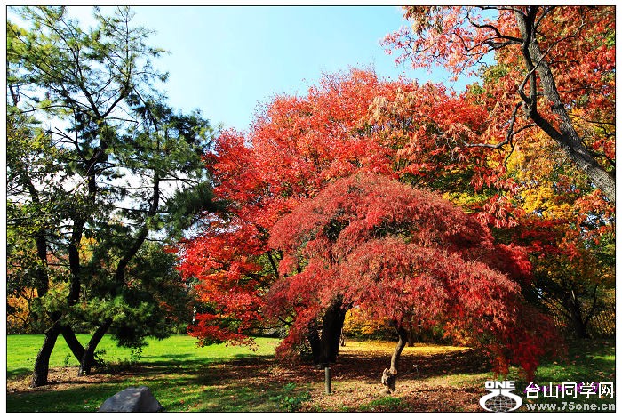 ŦԼ������