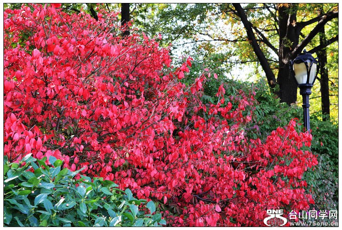 ���빫԰��ɫ