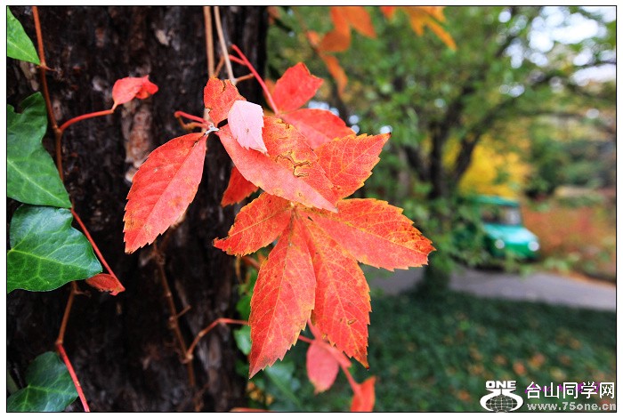 ŦԼ������