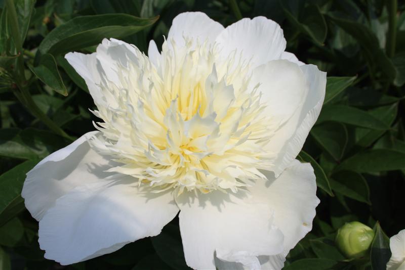 Picture 060 (Medium).jpg