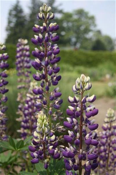 Picture 121 (Small) (Medium).jpg