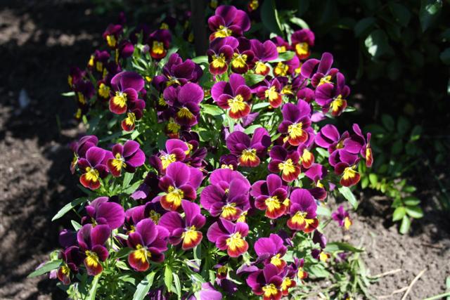 Picture 272 (Small).jpg