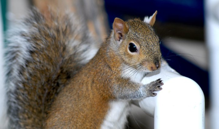 squirrel.jpg