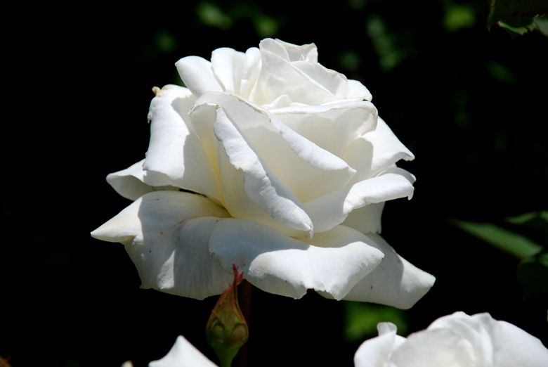 DSC_0408 a.jpg