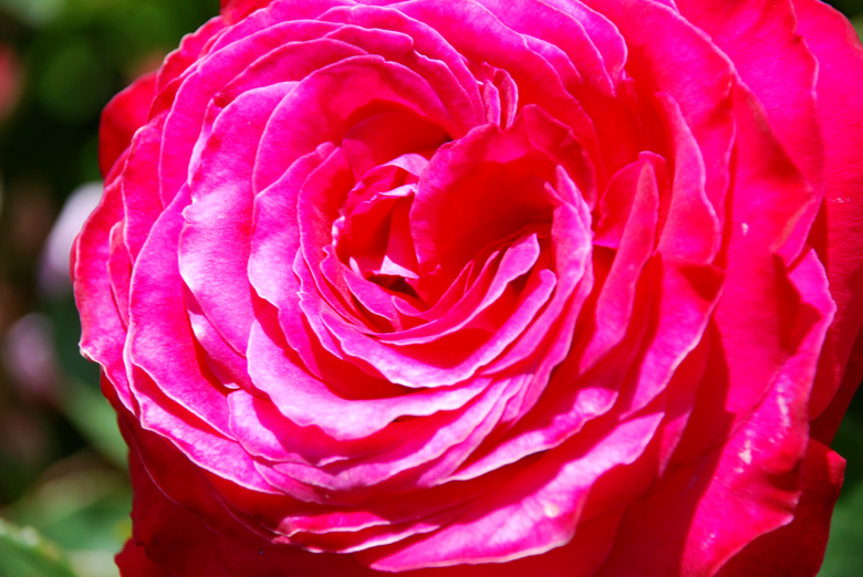 DSC_0423 a.jpg