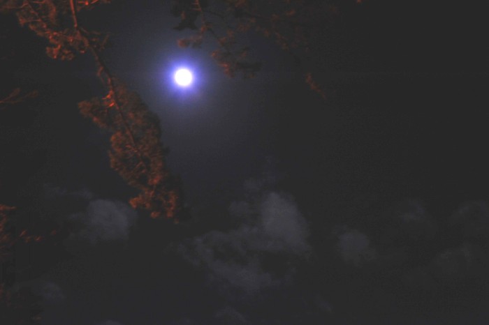 DSC_1863_conew1.jpg