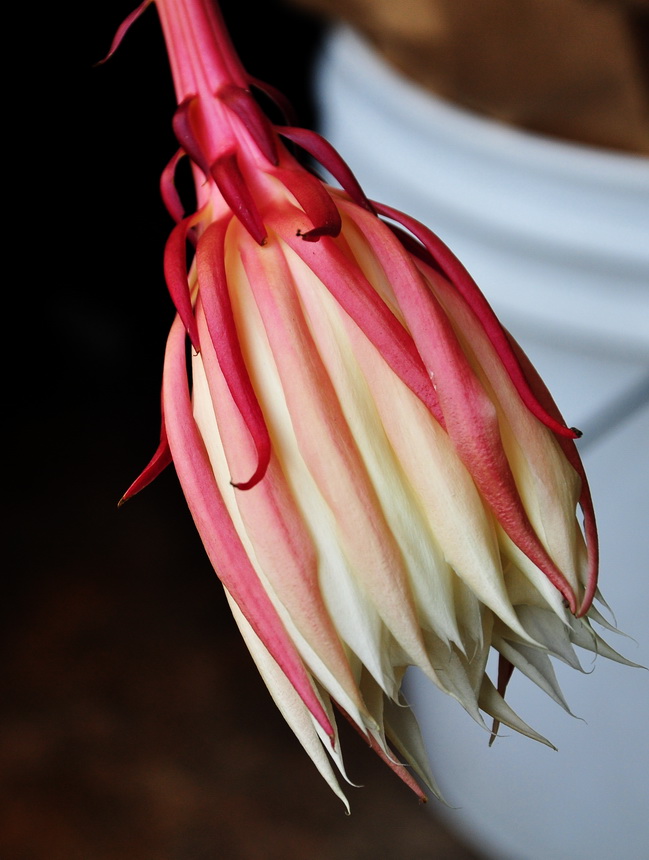 DSC_9981.jpg