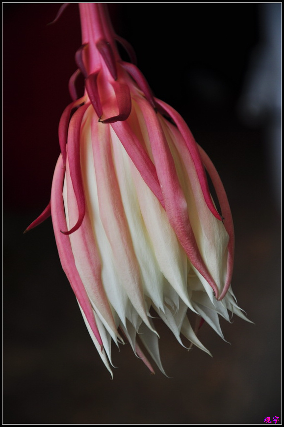 DSC_9987-0.jpg