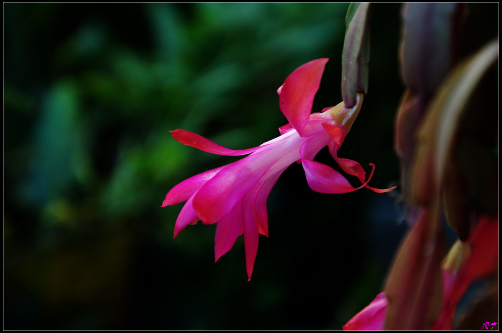DSC_0916.jpg