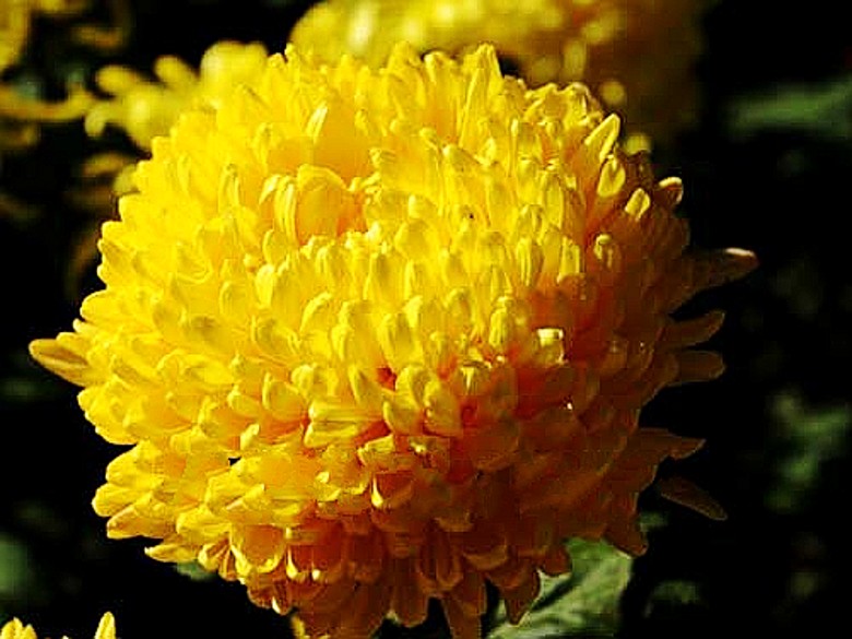 20090911023915260_conew1.jpg