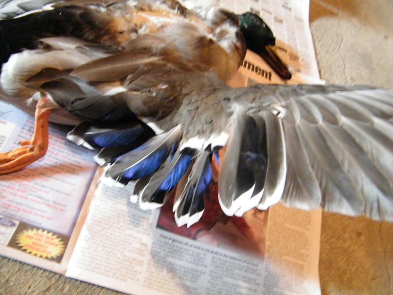 DSCF4314=0.jpg