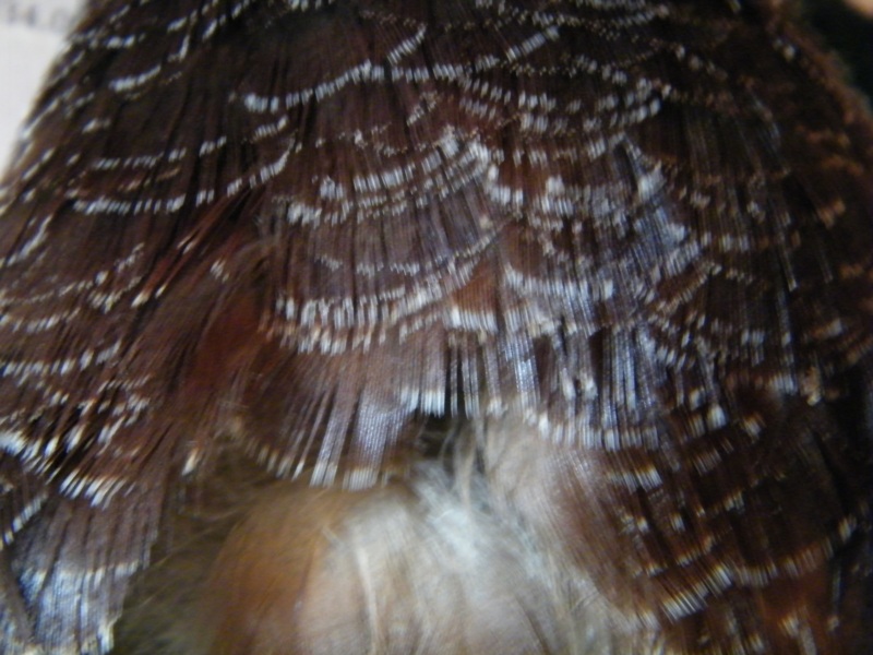 DSCF4336=0.jpg