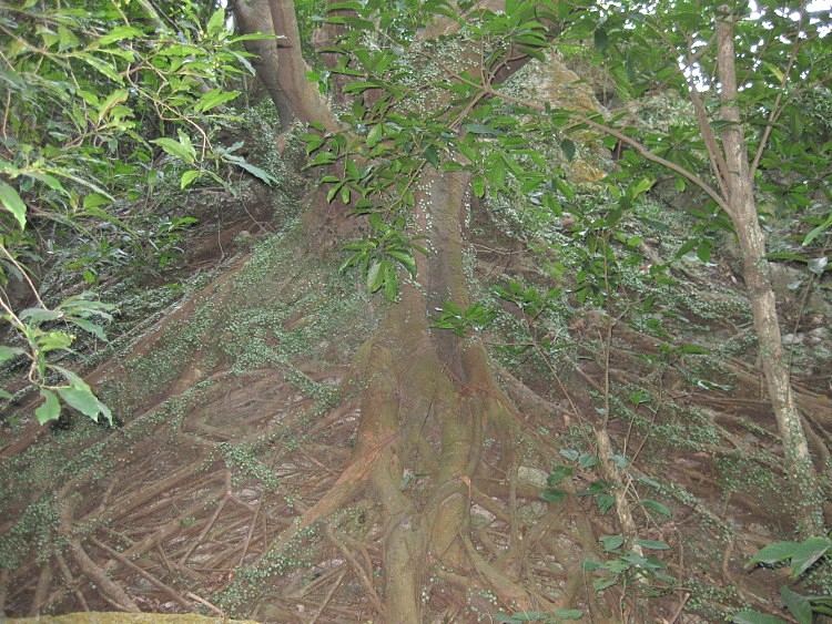 IMG_9550 (750x563)_.jpg