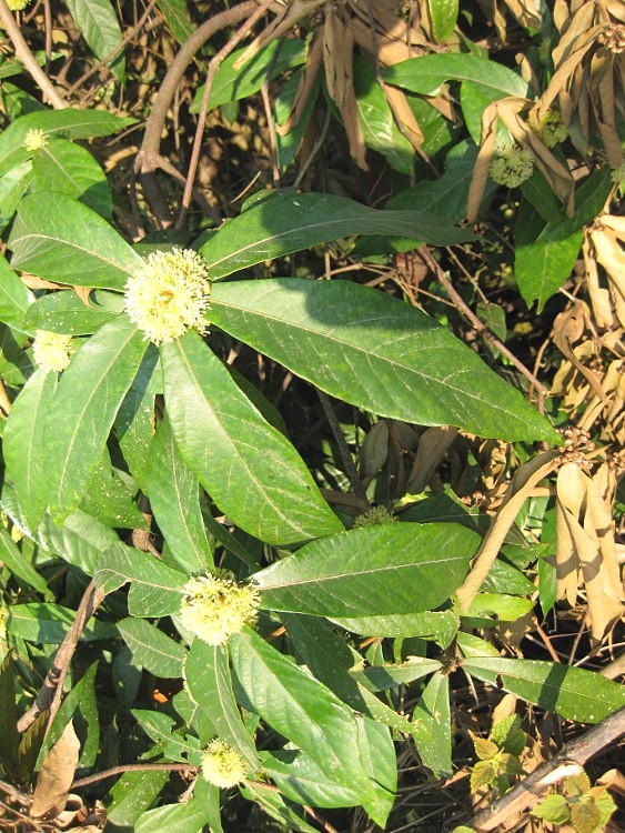 IMG_9580 (563x750)_.jpg