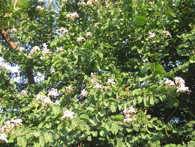 IMG_9590 (750x563)_.jpg