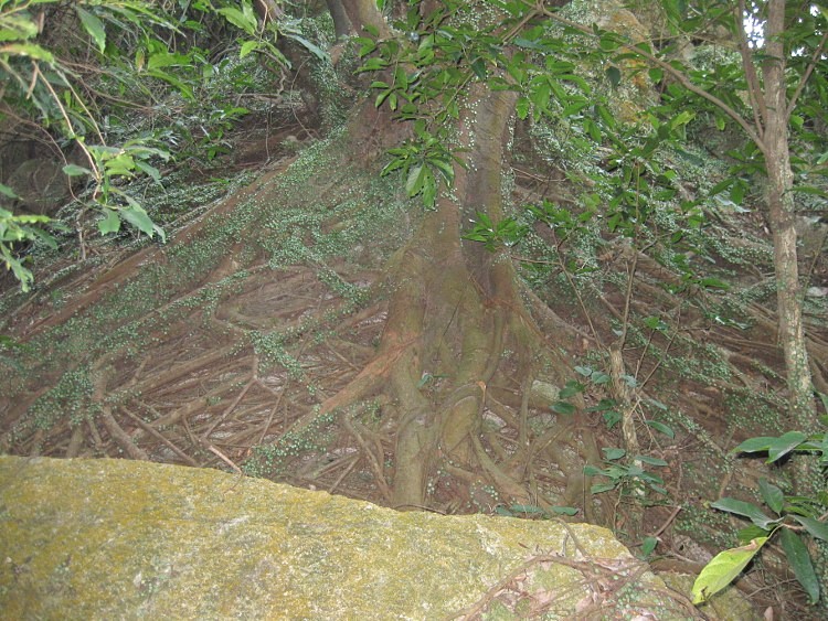 IMG_9549 (750x563)_.jpg