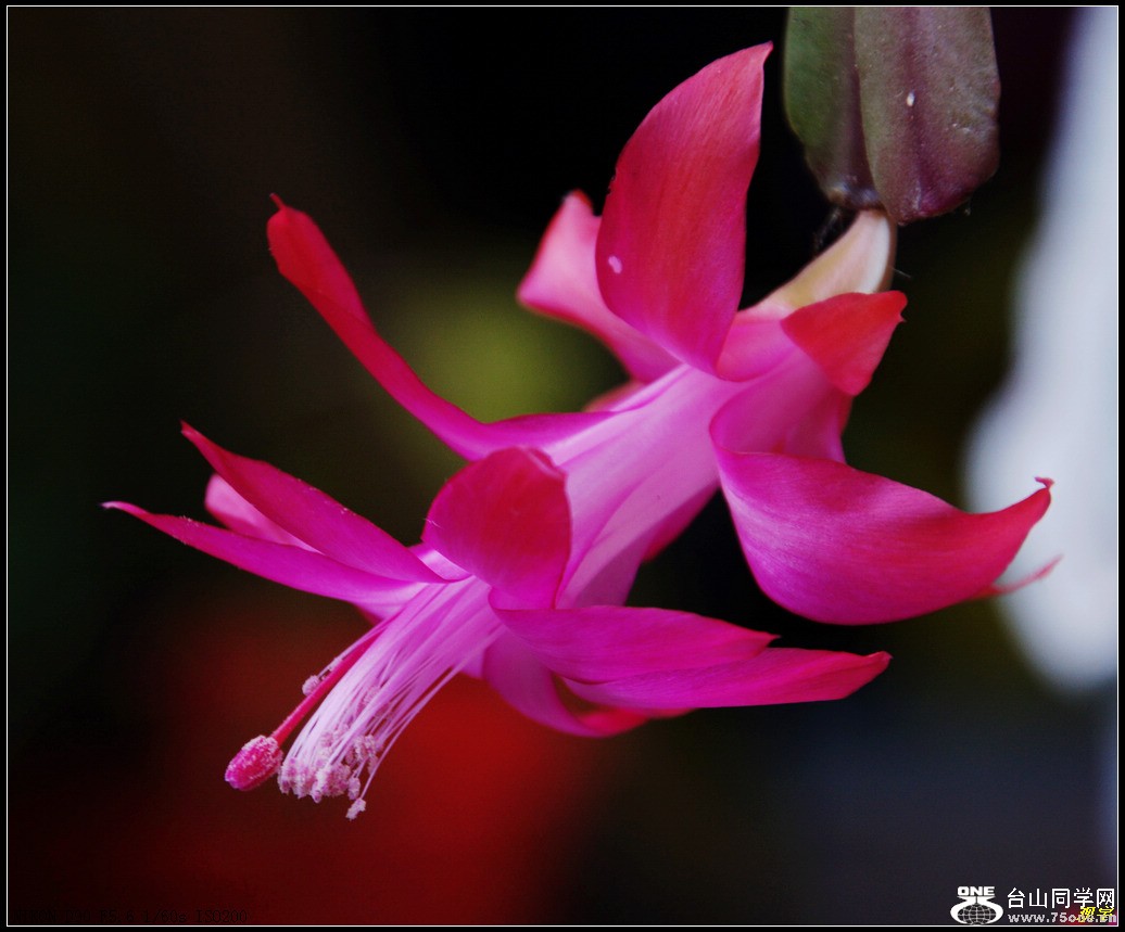 DSC_0999-0.jpg