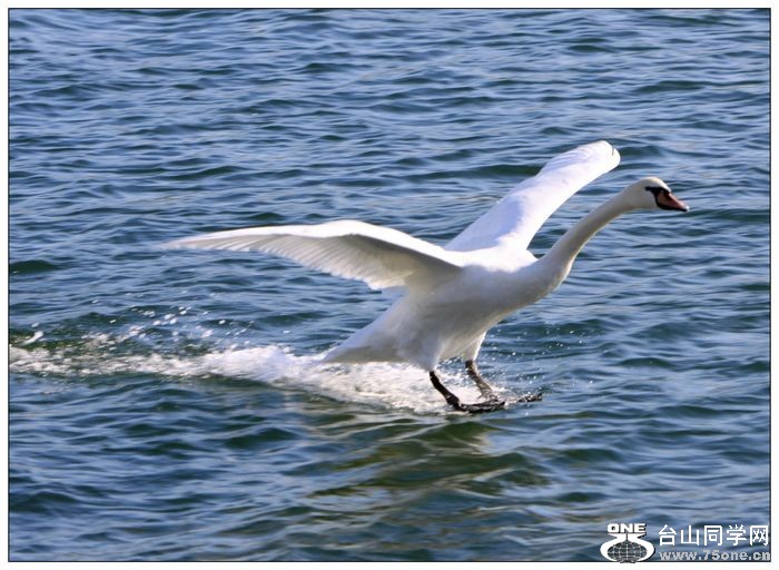 ����İ����