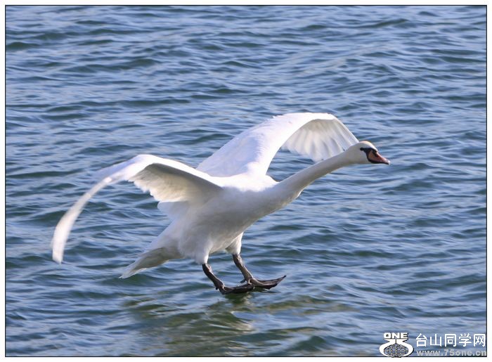 ����İ����