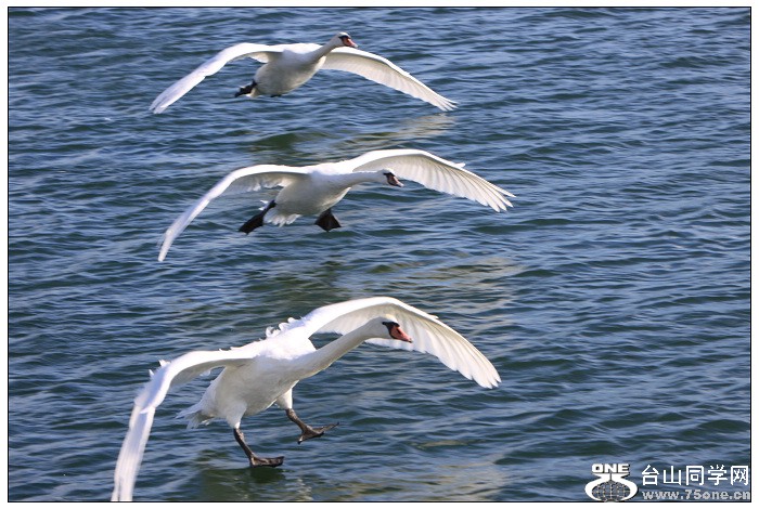 ����İ����