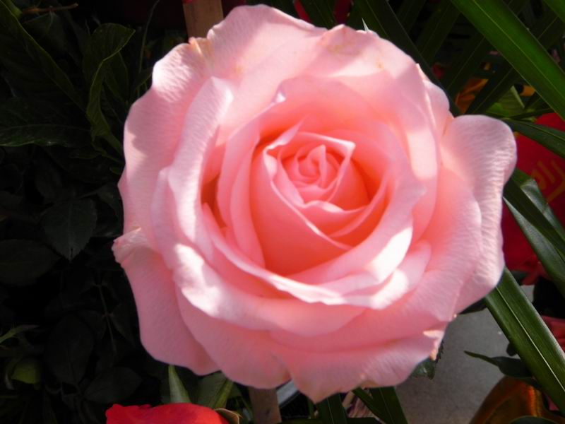 С DSCN8323.JPG