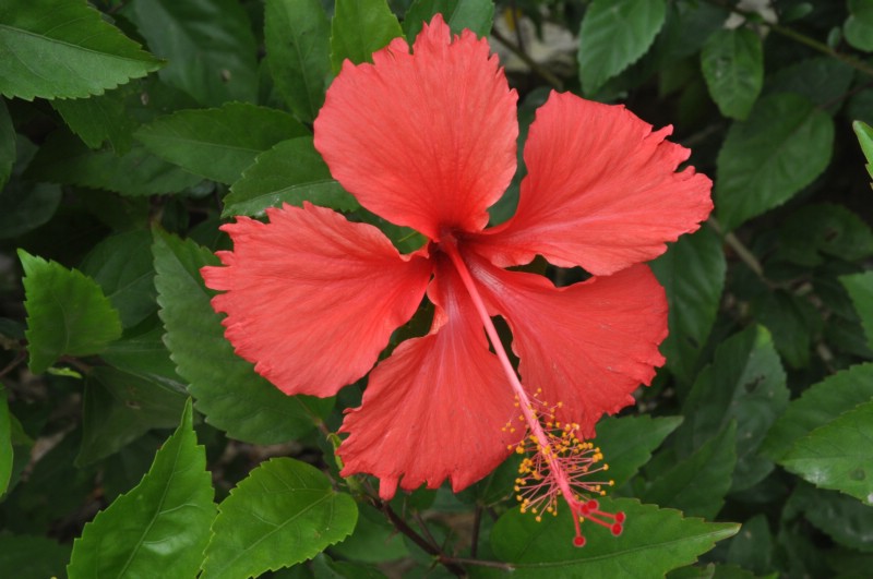 DSC_1921.jpg