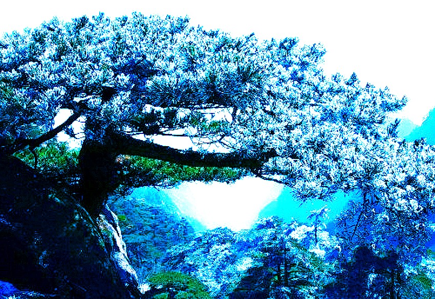 xin_2930105301453734136162_conew1.jpg