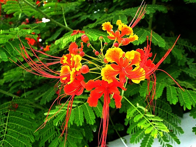 CNY 142_conew1.jpg