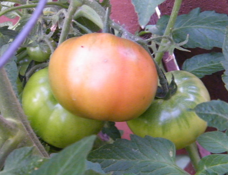 2009_0712desk0059.JPG