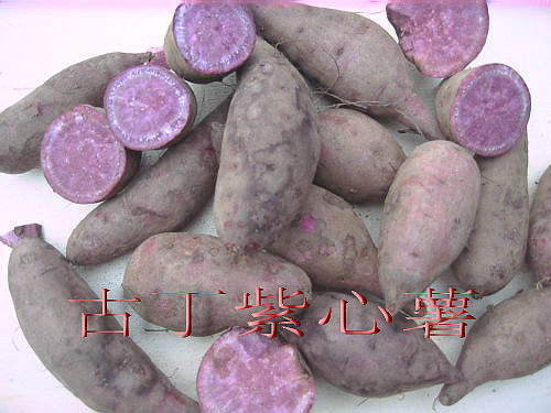 zxs.jpg