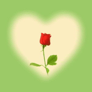 shan dong mei gui hua.gif