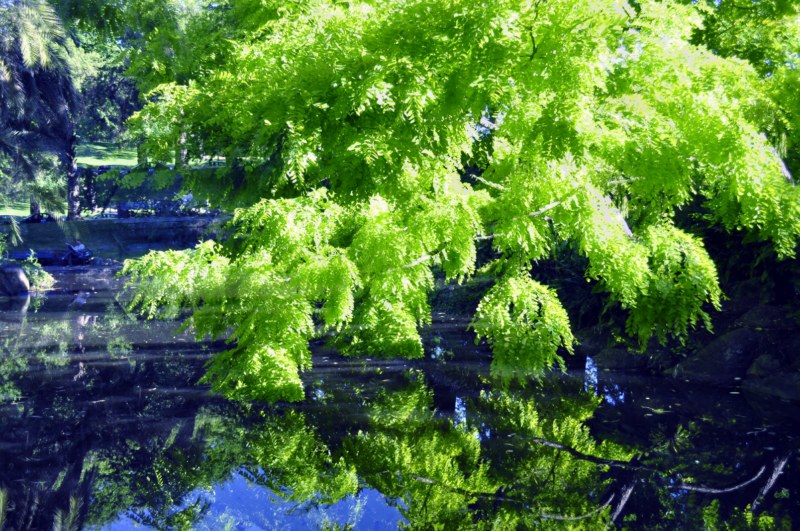 _CSC1317 [800x600].jpg