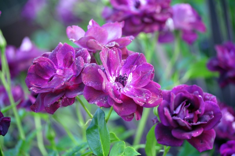 _CSC2190 [800x600].jpg