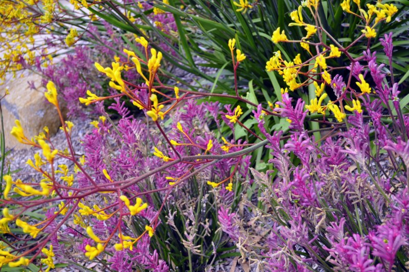 _CSC2743 [800x600].jpg