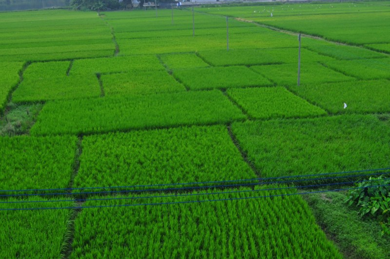 CSC_1723 [800x600].jpg