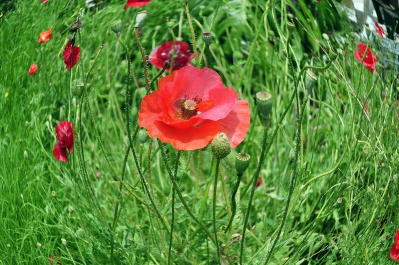 _CSC2061 [800x600].jpg