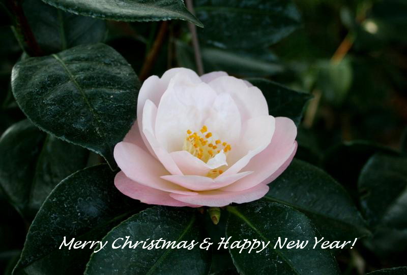 Huntington Library.08 305 (Medium)1.jpg