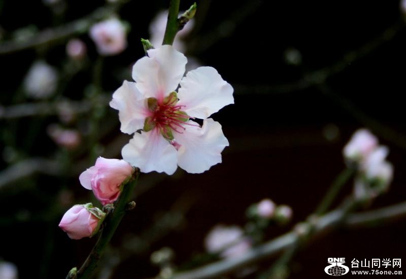 Huntington Library.08 300 (Medium).jpg