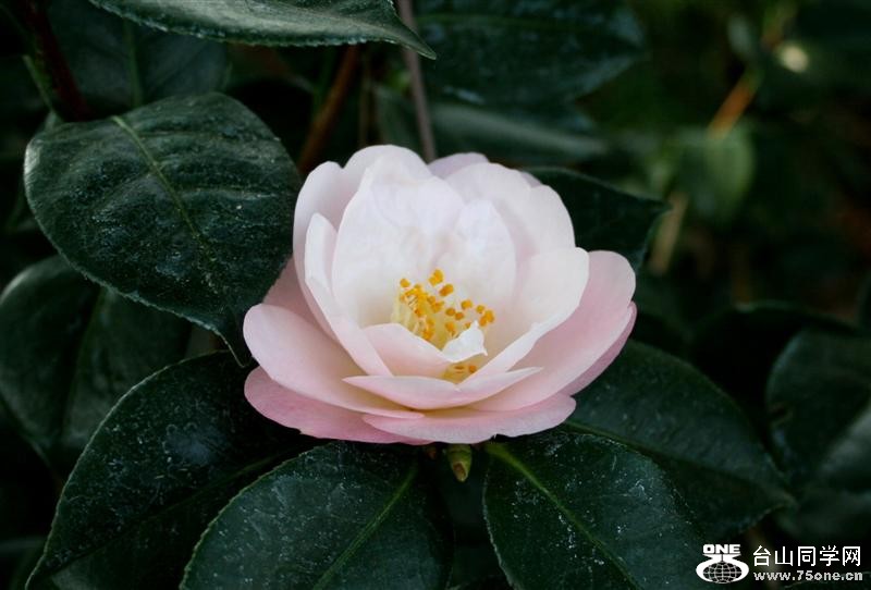 Huntington Library.08 305 (Medium).jpg