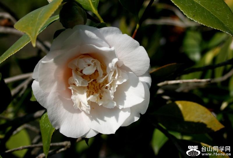 Feb-2008 197 (Medium).jpg