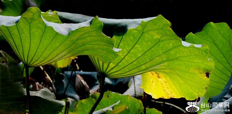 DSC_0511.JPG