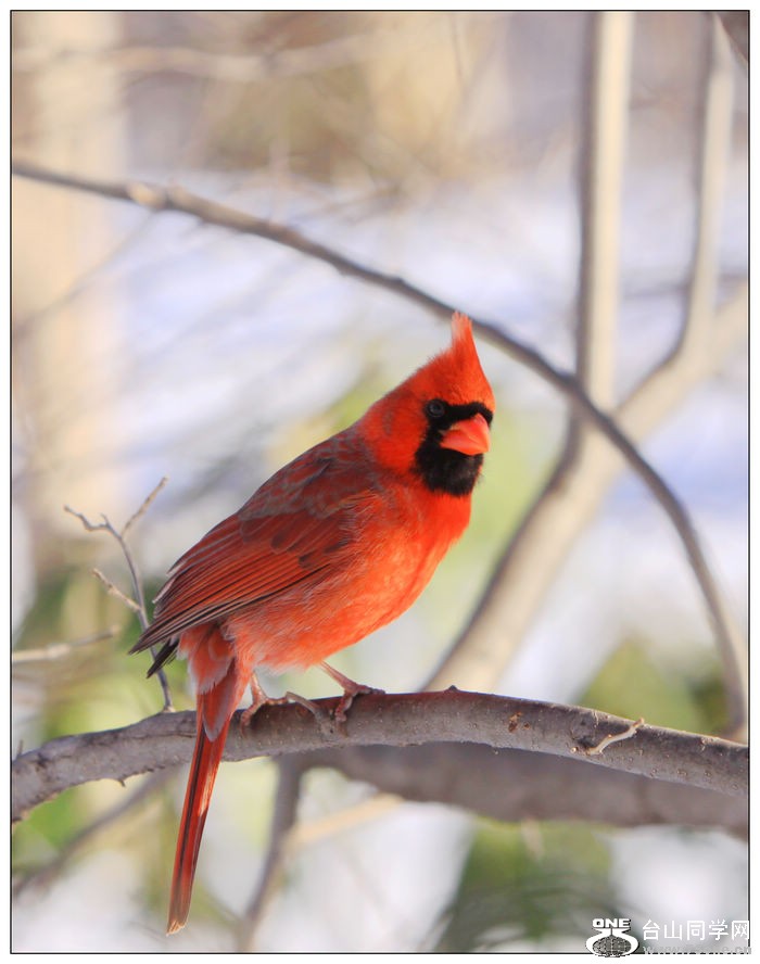 ��ȸ����