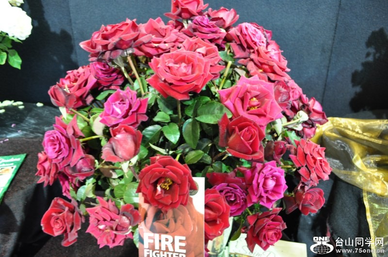 DSC_1532 [800x600].jpg