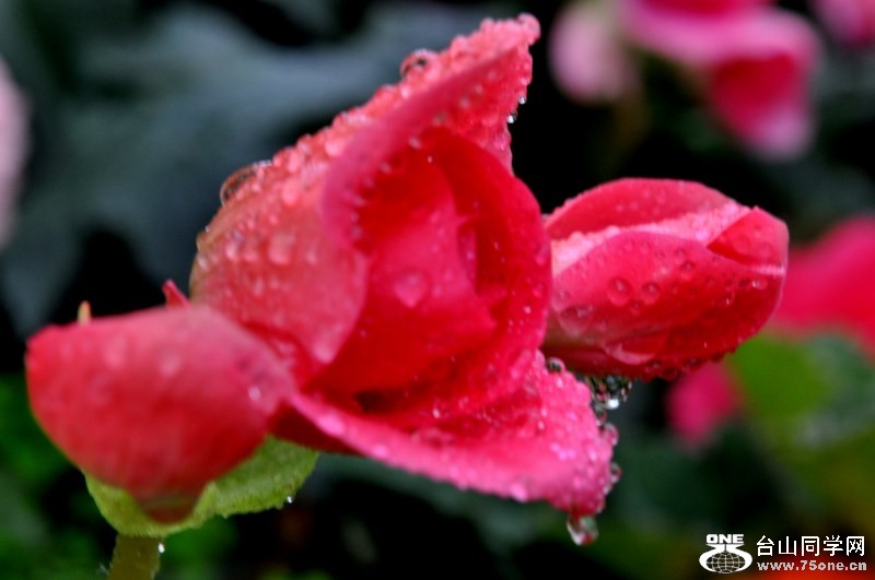 DSC_2310 [800x600].jpg