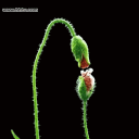 gifa30901x.gif