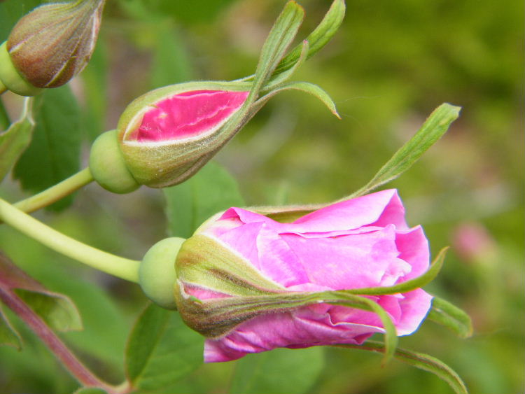 2009_0620desk0043.JPG