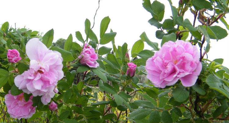 2009_0620desk0039.JPG