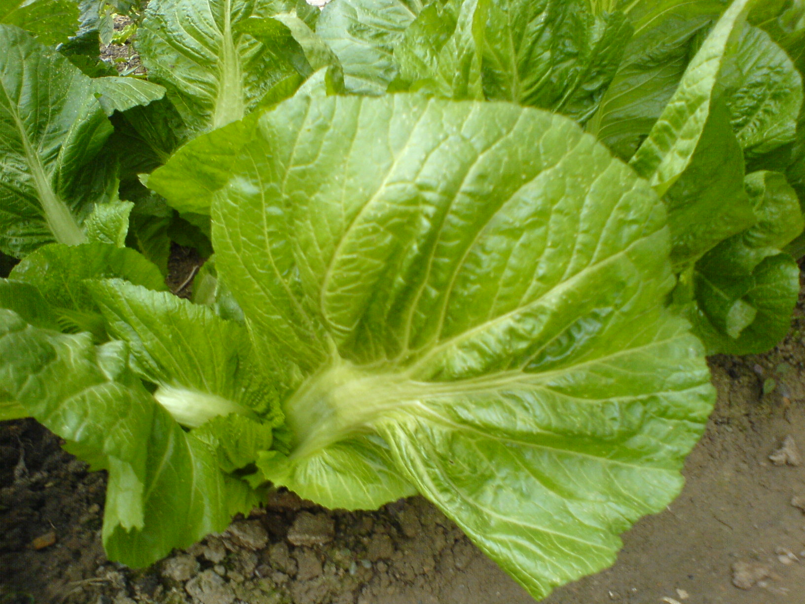 DSC05242.JPG